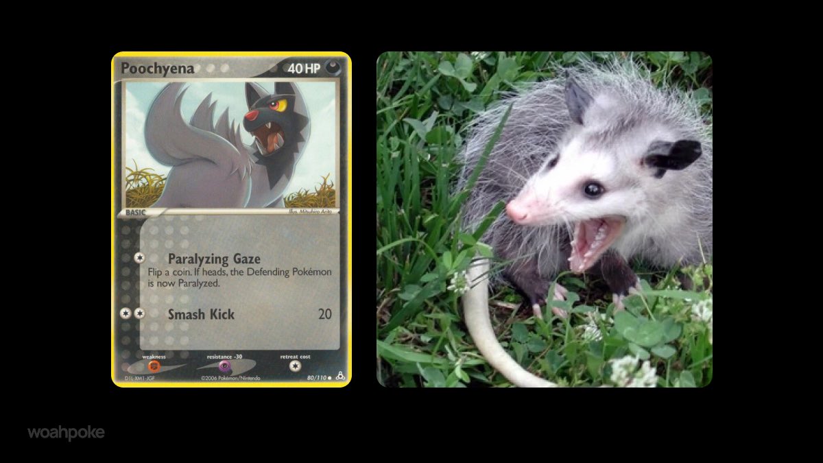 Poochyena & Possum